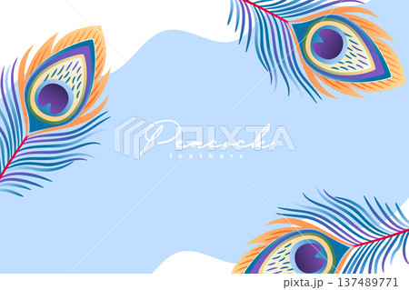 artistic peacock plume feather background 137489771