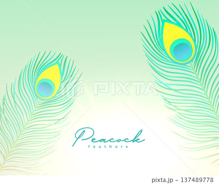 beautiful natural peacock plumage background design 137489778