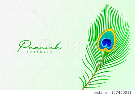 natural peacock feather background design 137490011