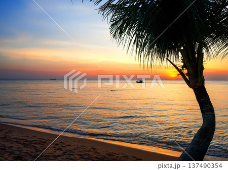 Sunset view over ocean with palm trees. View from beach in evening. Palm trees on sandy beach 137490354