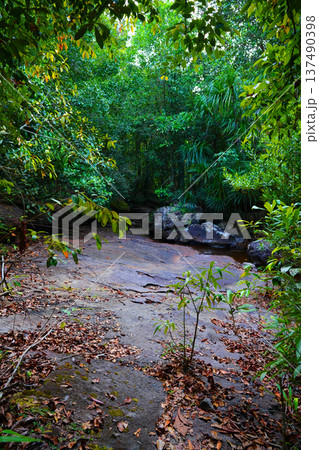 Jungle forest, trees, rocks. Rocky creek. Wild river flows stones Rocks small water pool rainforest 137490398
