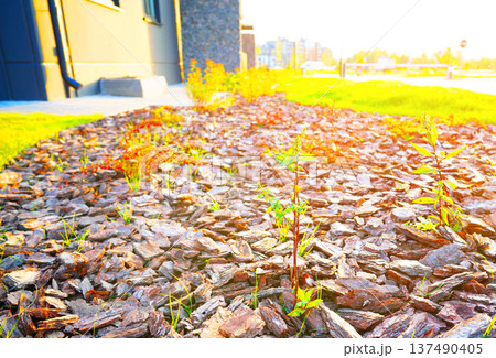 Pine bark for mulching soil on lawn in landscape design. Shrubs planting city stret. Pine bark mulch Pine bark for mulching soil on lawn in landscape design. Shrubs planting city stret. Pine bark mulch 137490405