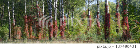 birches overgrown by red Virginia creeper 137490431