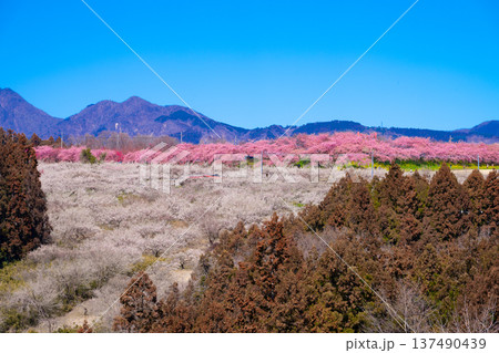 群馬・箕郷梅林 群馬・箕郷梅林 137490439