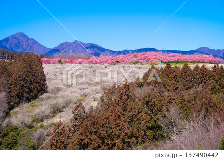 群馬・箕郷梅林 群馬・箕郷梅林 137490442