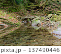 苔むす岩と落ち葉に囲まれた静かな渓流の清流風景 137490446
