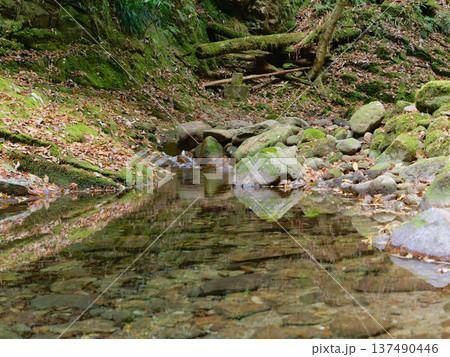苔むす岩と落ち葉に囲まれた静かな渓流の清流風景 137490446