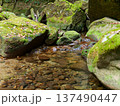 苔むす岩と落ち葉に囲まれた静かな渓流の清流風景 137490447
