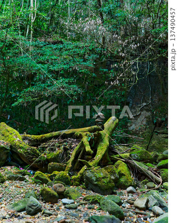 苔むした倒木と石積みが残る神秘的な渓谷の森 137490457