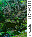 苔むした倒木と石積みが残る神秘的な渓谷の森 137490458