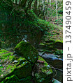 苔むした倒木と石積みが残る神秘的な渓谷の森 137490459