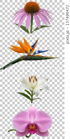 Beautiful collection of assorted flowers including echinacea, bird of paradise, lily, orchid, isolated on white for botanical designs Beautiful collection of assorted flowers including echinacea, bird of paradise, lily, orchid, isolated on white for botanical designs 137490472