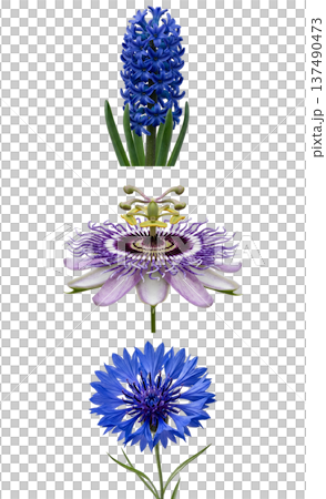 Beautiful botanical collection of blue and purple flowers including hyacinth, passion flower, cornflower, isolated on white for design projects 137490473