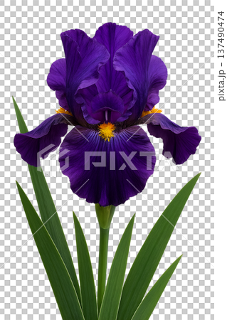 Regal purple iris flower with elegant, flowing petals, isolated on transparent background. Perfect for floral design and garden themes 137490474