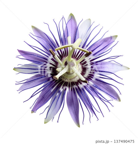 Exotic purple passion flower passiflora with its intricate corona and unique structure, isolated. Perfect for tropical and mystical themes Exotic purple passion flower passiflora with its intricate corona and unique structure, isolated. Perfect for tropical and mystical themes 137490475