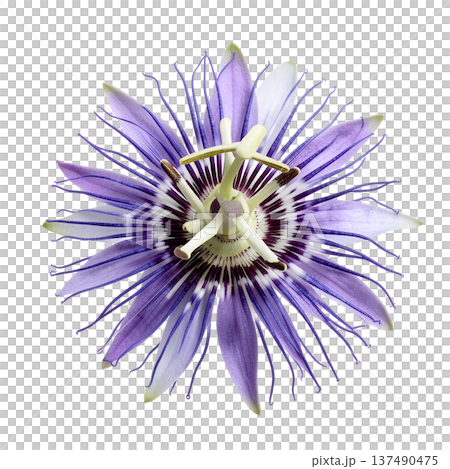 Exotic purple passion flower passiflora with its intricate corona and unique structure, isolated. Perfect for tropical and mystical themes 137490475