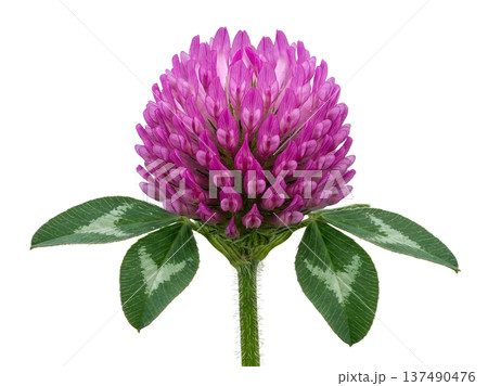 Vibrant red clover flower trifolium pratense with its characteristic round bloom, isolated. Perfect for meadow, herbal, and wildflower themes 137490476