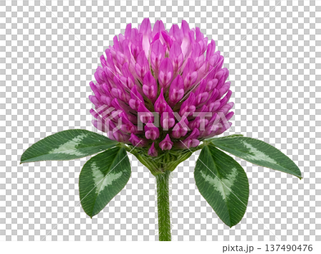 Vibrant red clover flower trifolium pratense with its characteristic round bloom, isolated. Perfect for meadow, herbal, and wildflower themes 137490476