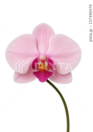 Delicate pink orchid flower in full bloom, isolated on a transparent background. Perfect for tropical themes, elegance, and botanical design Delicate pink orchid flower in full bloom, isolated on a transparent background. Perfect for tropical themes, elegance, and botanical design 137490478