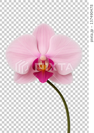 Delicate pink orchid flower in full bloom, isolated on a transparent background. Perfect for tropical themes, elegance, and botanical design Delicate pink orchid flower in full bloom, isolated on a transparent background. Perfect for tropical themes, elegance, and botanical design 137490478