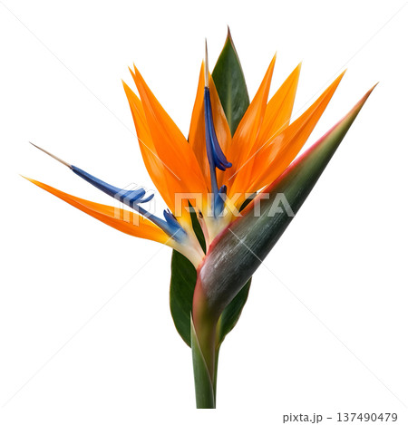 Vibrant orange and blue bird of paradise flower strelitzia reginae, isolated. Perfect for exotic, tropical, and south african themes Vibrant orange and blue bird of paradise flower strelitzia reginae, isolated. Perfect for exotic, tropical, and south african themes 137490479