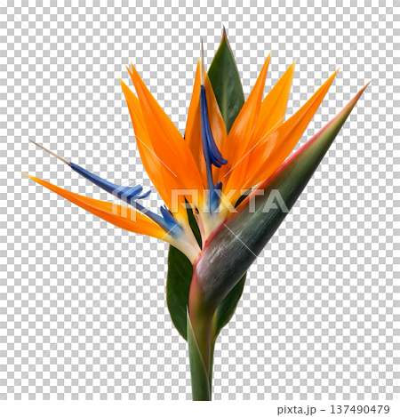 Vibrant orange and blue bird of paradise flower strelitzia reginae, isolated. Perfect for exotic, tropical, and south african themes Vibrant orange and blue bird of paradise flower strelitzia reginae, isolated. Perfect for exotic, tropical, and south african themes 137490479