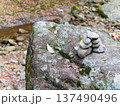 渓流沿いの苔むした岩に積まれた石のバランスアート 137490496
