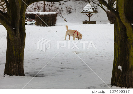 Labrador dog in snowy park 137490557