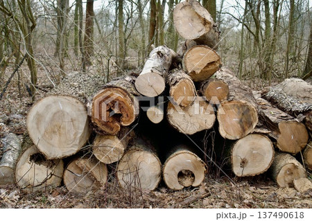 Front view of stacked wooden logs in a forest. 137490618