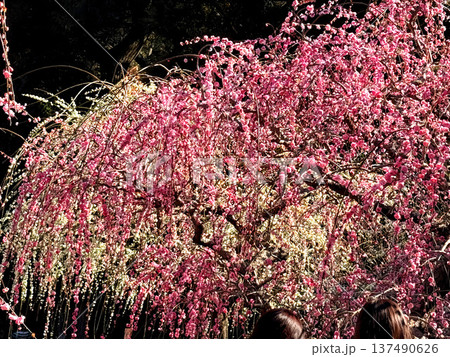 静岡県掛川市・龍尾神社の咲き誇る梅の花 137490626