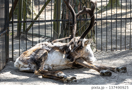 Deer with big antlers in the zoo outdoors. Deer with big antlers in the zoo outdoors. 137490925