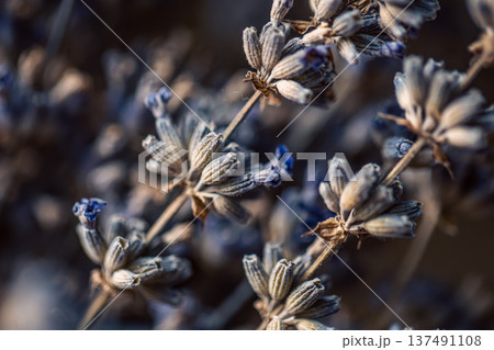 Dried lavender flowers, macro shot, blurred background. 137491108