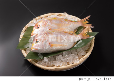 ［長崎県産］きだい（れんこだい） 137491347