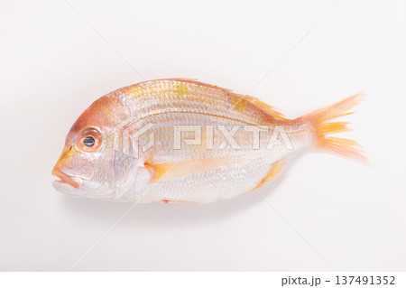 ［長崎県産］きだい（れんこだい） 137491352