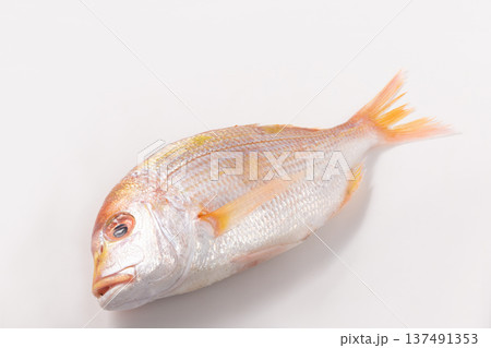 ［長崎県産］きだい（れんこだい） 137491353