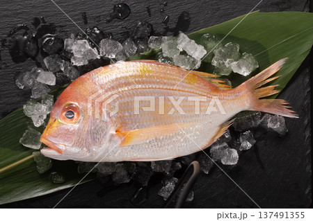 ［長崎県産］きだい（れんこだい） 137491355