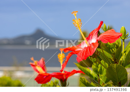 沖縄県国頭郡本部町石川 海洋博公園のハイビスカスと後ろにそびえる伊江島タッチュー 沖縄県国頭郡本部町石川 海洋博公園のハイビスカスと後ろにそびえる伊江島タッチュー 137491398