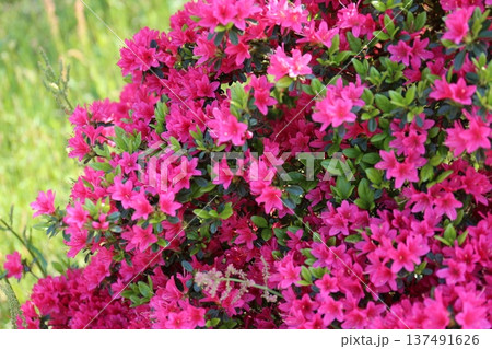 ツツジ ツツジ 137491626