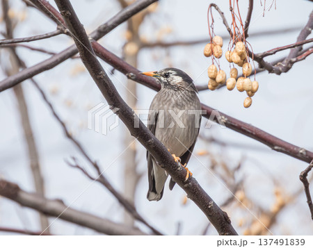 センダンの木に止まるむムクドリ センダンの木に止まるむムクドリ 137491839