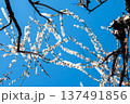 空と梅 137491856