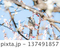 梅とヒヨドリ 137491857