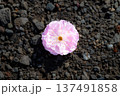 地面に咲いた梅花火 137491858