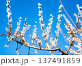 梅と空 137491859