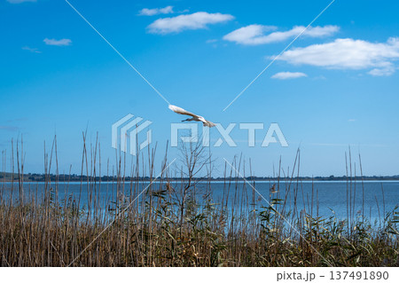 Royal spoonbill flying over Lake Colac, Victoria, Australia, among reeds Royal spoonbill flying over Lake Colac, Victoria, Australia, among reeds 137491890