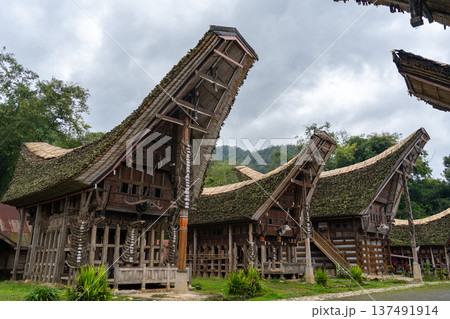 Traditional Toraja houses with buffalo horns, Sulawesi, Indonesia 137491914