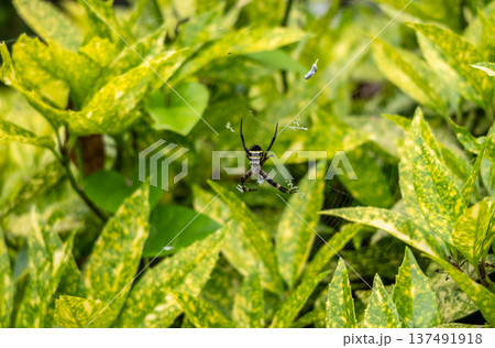 Argiope amoena spider in garden foliage, Takayama, Japan 137491918