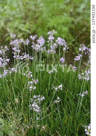 秋10月に群生して咲くツルバキアの薄紫色の花 秋10月に群生して咲くツルバキアの薄紫色の花 137492198