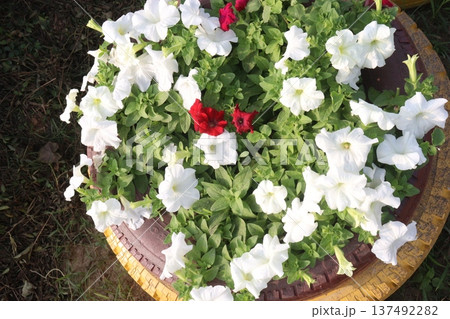 Petunia axillaris flower plant on pot 137492282