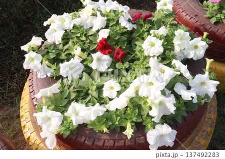 Petunia axillaris flower plant on pot Petunia axillaris flower plant on pot 137492283