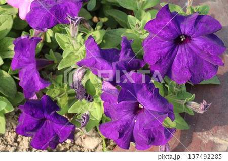 Petunia axillaris flower plant on pot Petunia axillaris flower plant on pot 137492285